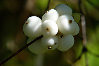 Gaultheria depressa <br>MOUNTAIN SNOWBERRY