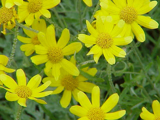 Eriophyllum lanatum <br>WOOLLY SUNFLOWER