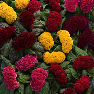 Celosia cristata <br>CELOSIA CONCERTINA MIX