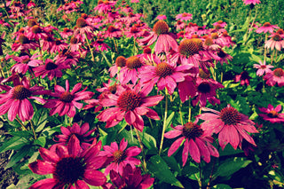 Echinacea <br>CONEFLOWER MIXED COLOURS