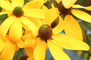 Rudbeckia laciniata <br>CUTLEAF CONEFLOWER