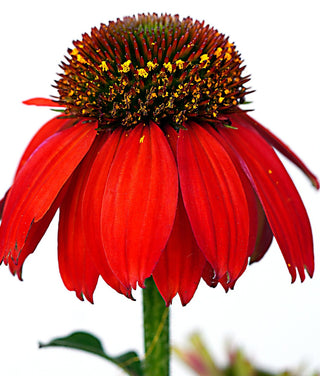 Echinacea purpurea <br>CONEFLOWER SCARLET RED SHADES