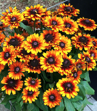 Rudbeckia hirta <br>DOUBLE RUDBECKIA 'CHEROKEE SUNSET', CONEFLOWER, BLACK EYED SUSAN