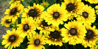 Rudbeckia hirta <br>RUDBECKIA 'GOLDILOCKS'