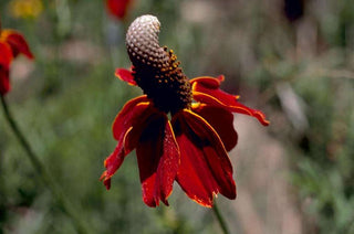 Ratibida columnifera pulcherrima <br>PRAIRIE CONEFLOWER 'RED MIDGET'