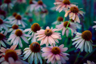 Echinacea <br>CONEFLOWER MIXED COLOURS