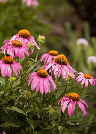 Echinacea <br>PINK BRAVADO CONEFLOWER
