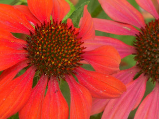 Echinacea purpurea <br>CONEFLOWER SCARLET RED SHADES