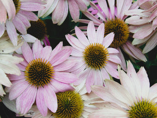 Echinacea <br>CONEFLOWER MIXED COLOURS