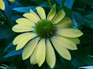 Echinacea purpurea CONEFLOWER LIME SHADES