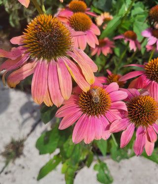 Echinacea <br>CONEFLOWER MIXED COLOURS