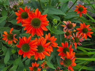Echinacea <br>CONEFLOWER MIXED COLOURS