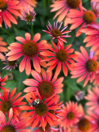 Echinacea <br>CONEFLOWER MIXED COLOURS