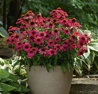 Echinacea hybrida <br>ARTISAN BRILLIANT ROSE CONEFLOWER