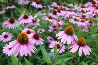 Echinacea <br>CONEFLOWER MIXED COLOURS