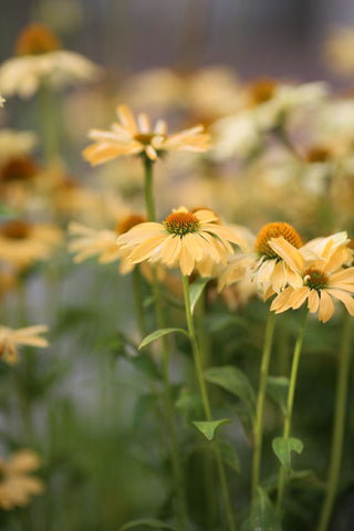 Echinacea <br>CONEFLOWER MIXED COLOURS