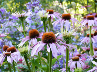 Echinacea <br>CONEFLOWER MIXED COLOURS