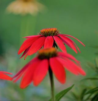 CONEFLOWER ECHINACEA RED