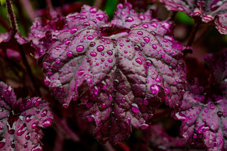 Heuchera <br>CORAL BELLS COLOURED FOLIAGE MIX