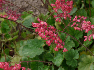 Heuchera <br>CORAL BELLS FLOWERS MIX