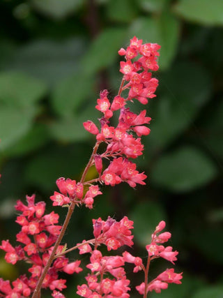 Heuchera <br>CORAL BELLS FLOWERS MIX