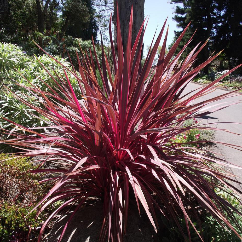 Cordyline australis purpurea RED SPIKE, CORDYLINE – Ferri Seeds