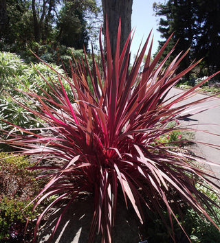 Cordyline australis purpurea <br>RED SPIKE, CORDYLINE