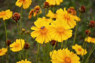 Coreopsis lanceolata <br>LANCELEAF COREOPSIS