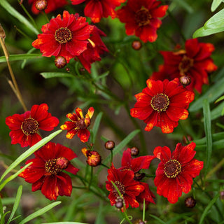 Coreopsis tinctoria <br>ROULETTE COREOPSIS