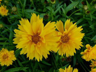 Coreopsis grandiflora <br>DOUBLE COREOPSIS 'PRESTO'
