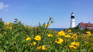 Coreopsis lanceolata <br>LANCELEAF COREOPSIS