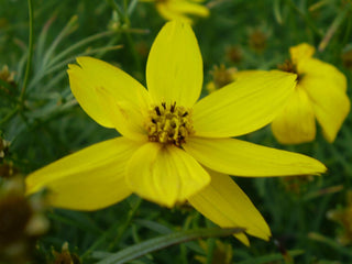 Coreopsis verticillata <br>WHORLED TICKSEED