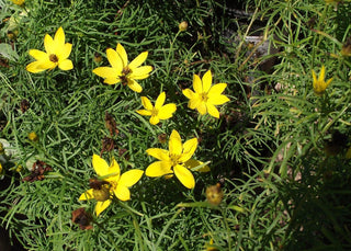 Coreopsis verticillata <br>WHORLED TICKSEED