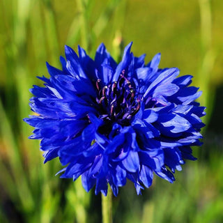 Centaurea cyanus <br>CORNFLOWER BLUE BALL