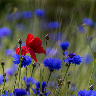 cornflower