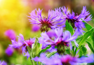 Centaurea jacea <br>BROWN KNAPWEED, STAR THISTLE