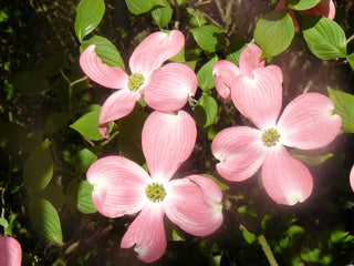 Cornus florida rubra <br>PINK/RED FLOWERING DOGWOOD