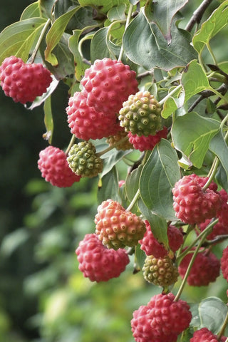 Cornus kousa chinensis <br>CHINESE DOGWOOD