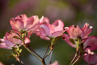 Cornus florida rubra <br>PINK/RED FLOWERING DOGWOOD