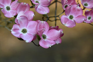 Cornus florida rubra <br>PINK/RED FLOWERING DOGWOOD