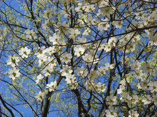 Cornus kousa chinensis <br>CHINESE DOGWOOD