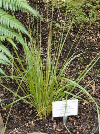 Cortaderia richardii <br>GRASS ARCHING PAMPAS , SOUTH ISLAND TOE TOE