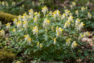 Corydalis sempervirens 'alba' <br>PALE CORYDALIS