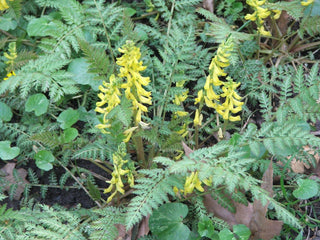 Corydalis cheilanthifolia <br>YELLOW CORYDALIS