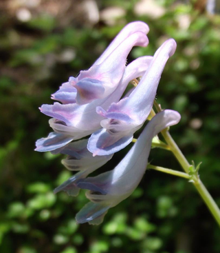 Corydalis linstowiana <br>BLUE HIMALAYAN FALSE BLEEDING HEART, LARKSPUR