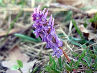 Corydalis solida <br>FUMEWORT