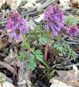 Corydalis solida <br>FUMEWORT