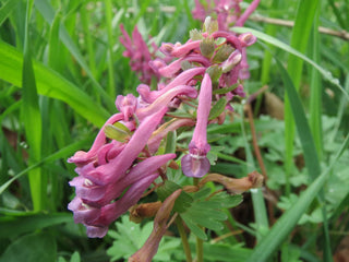 Corydalis solida <br>FUMEWORT