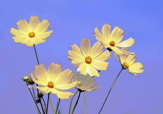 Cosmos pibinnatus <br>COSMOS XANTHOS Cream Yellow