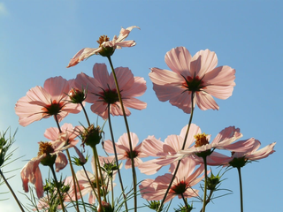 Cosmos bipinnatus <br>COSMOS 'APRICOT LEMONADE'